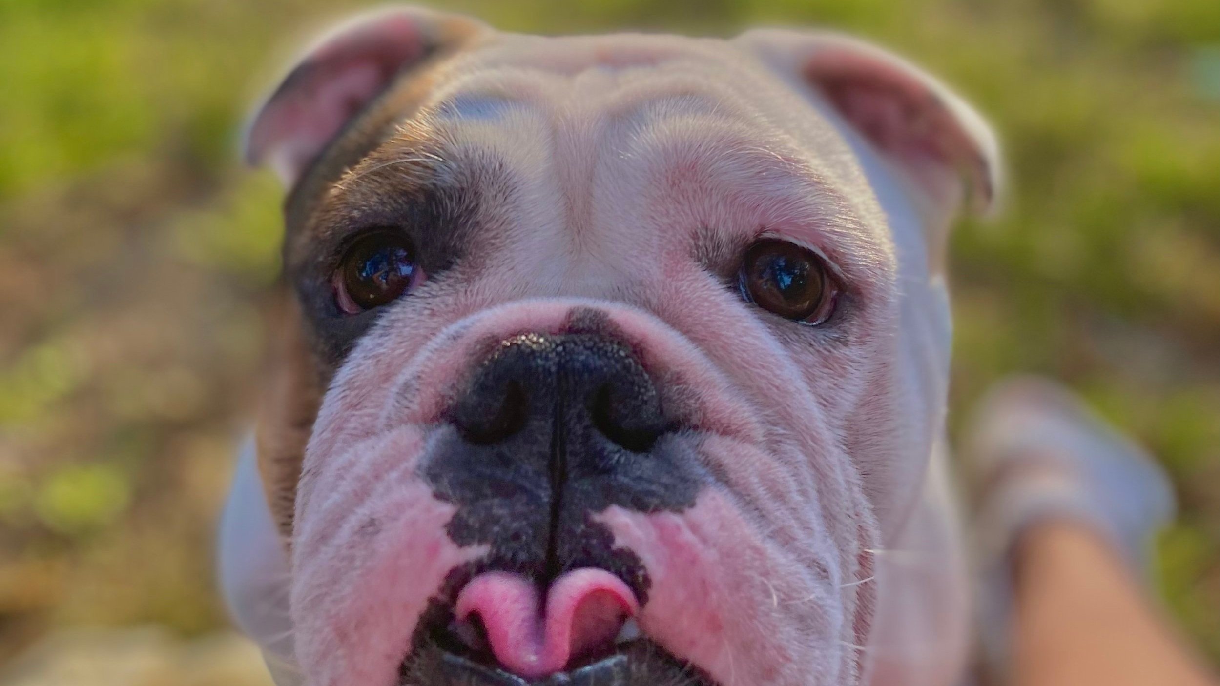 Adorable bulldog close-up
